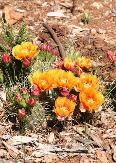 Cactus jaune